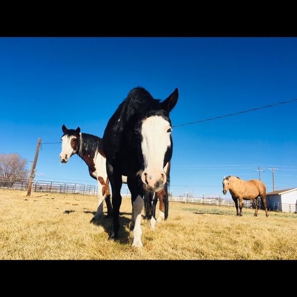 Meet your Posher, Carol - Picture 2 of 6